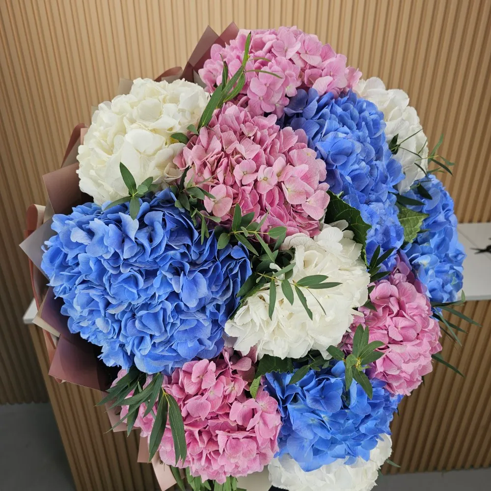 A bouquet of 15 mixed colour Hydrangeas