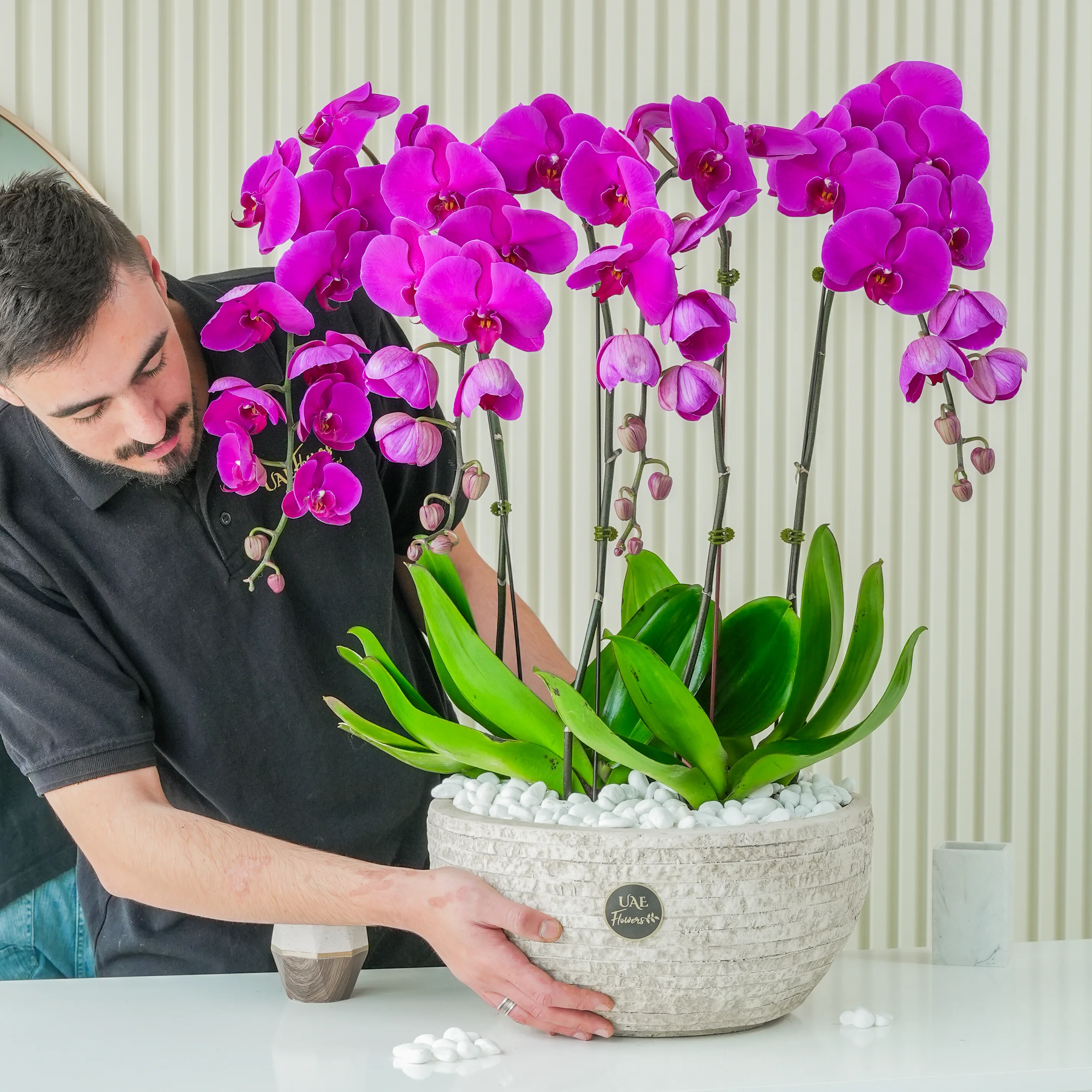 4 dark pink phalaenopsis orchid plants in a blue pot