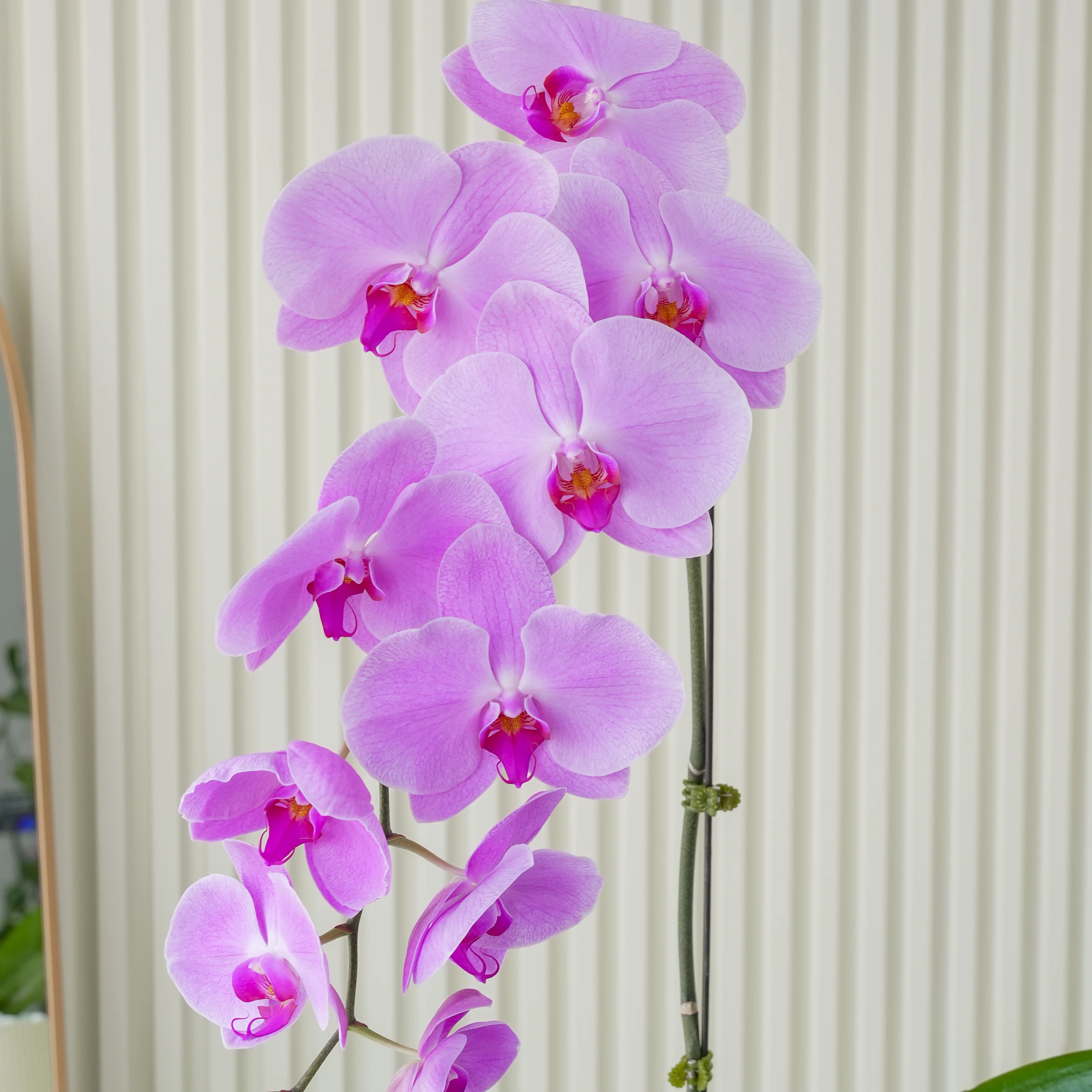 1 pink phalaenopsis orchid plant in a pot