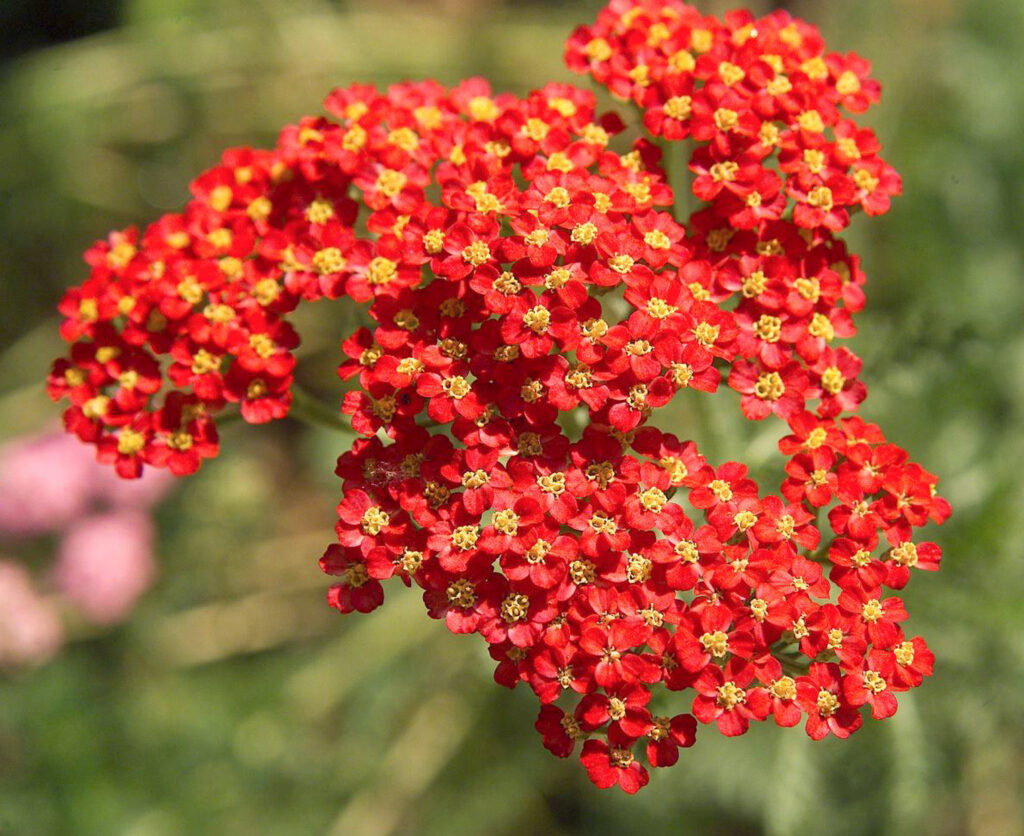 Most Romantic Flowers for Your Partner